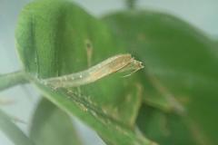 Xyroptila oenophanes