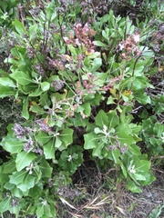 Munzothamnus blairii