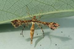 Xyroptila oenophanes