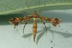 Xyroptila oenophanes