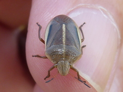 Chlorochroa saucia