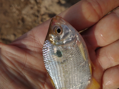 Tetra (Astyanax abramis) — Characidae — 5