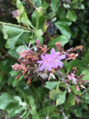 Munzothamnus blairii