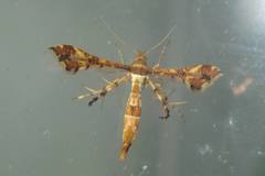 Xyroptila oenophanes