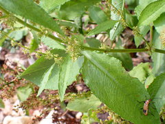 Chauliognathus discus