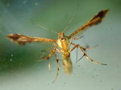 Xyroptila oenophanes