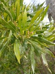 Pouteria salicifolia