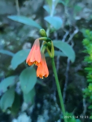 Stenomesson aurantiacum