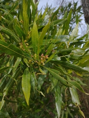Pouteria salicifolia