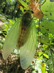 Tanna sozanensis