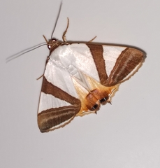 Eulepidotis rectimargo