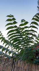 Ailanthus altissima