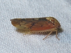 Ponana quadralaba