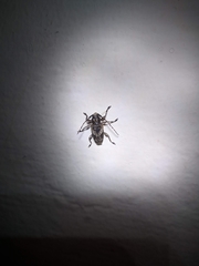 Aegomorphus jaspideus