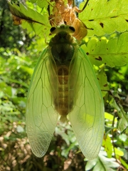 Tanna sozanensis