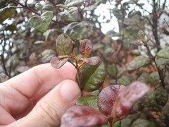 Austropuccinia psidii image