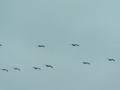 Pelecanus occidentalis