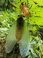 Tanna sozanensis