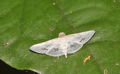 Calindoea anticalis