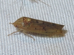 Ponana quadralaba