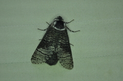 Acossus centerensis