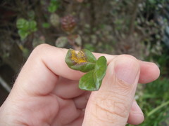 Austropuccinia psidii image