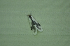 Cliniodes ostreonalis