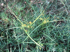 Cyperus oxylepis