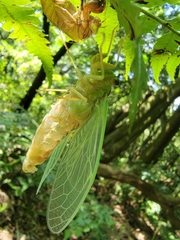 Tanna sozanensis