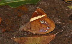 Xanthotaenia busiris