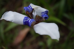 Trimezia gracilis