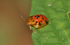 Laccoptera vigintisexnotata