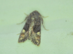 Euplexia benesimilis