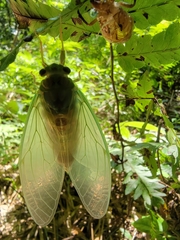 Tanna sozanensis
