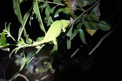 Furcifer willsii