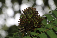 Guzmania triangularis