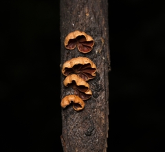 Anthracophyllum discolor