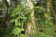 Guzmania triangularis