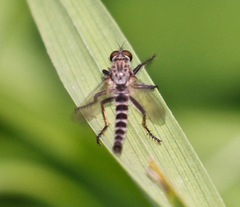 Machimus