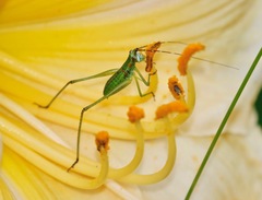 Scudderia