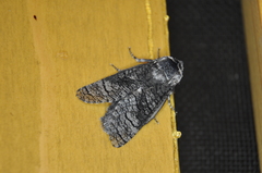Acossus centerensis
