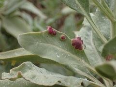 Rhopalomyia audibertiae