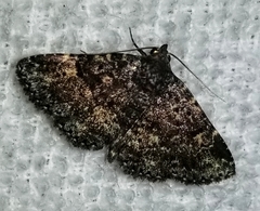 Metalectra diabolica