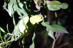 Furcifer willsii