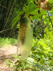 Tanna sozanensis