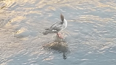 Mergus merganser