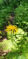 Crepis lyrata