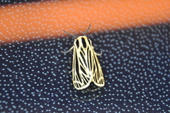 Apantesis virguncula