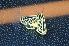 Apantesis virguncula