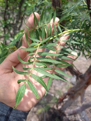 Bursera multijuga
